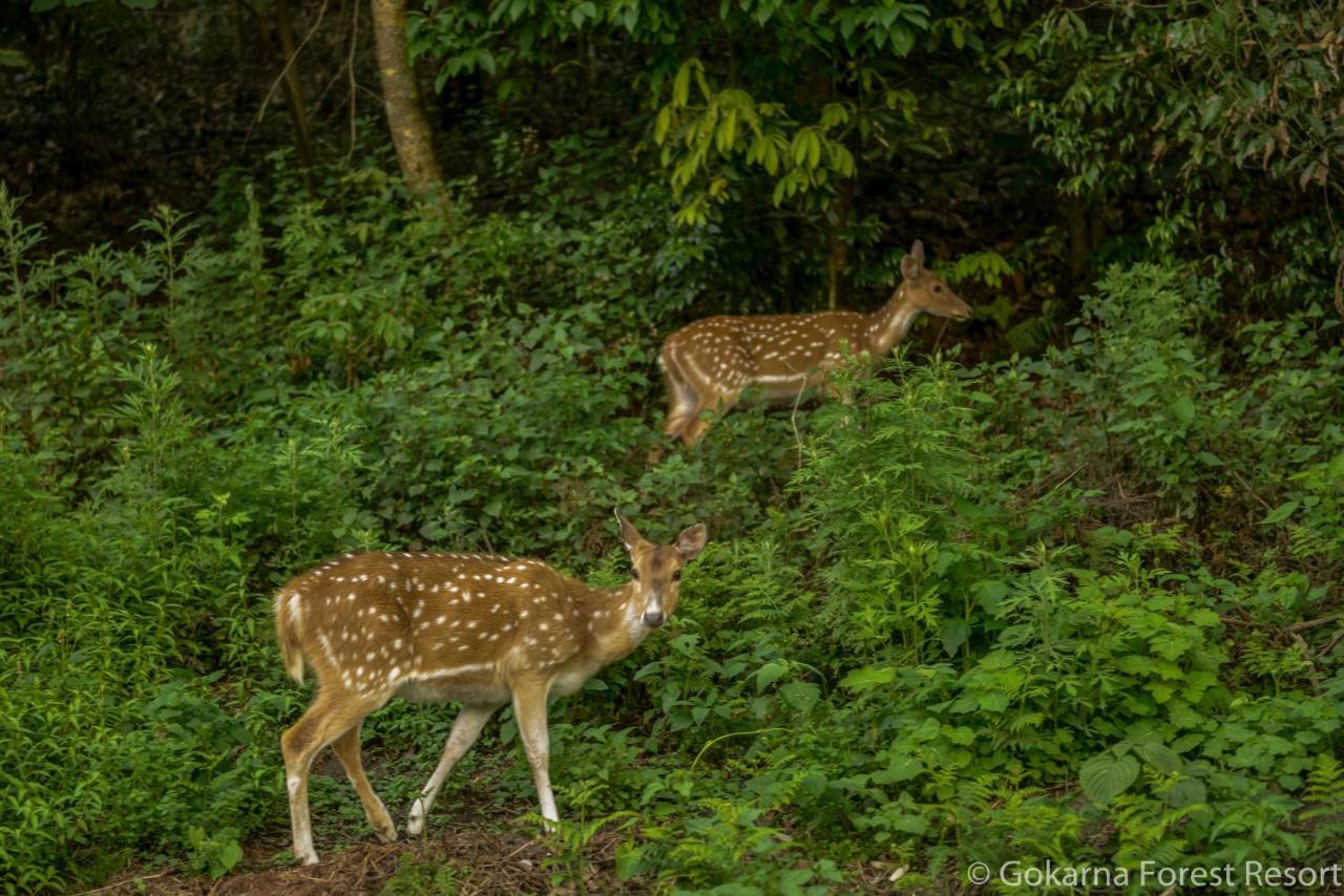 Gokarna Forest Resort Kathmandu Exterior foto